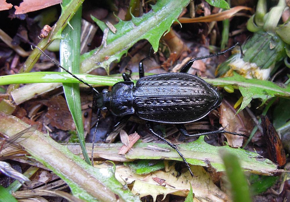 Carabus granulatus insterstitialis dal PNALM